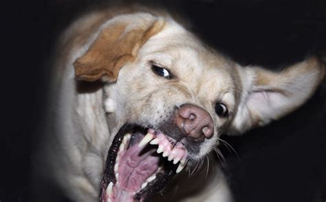 8 Most Aggressive Dog Breeds Number 6 Will Surprise You Rtria
