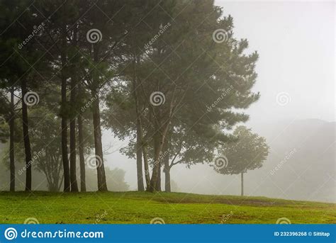 Fog Above Pine Forests Misty Morning View In Wet Mountain Area Stock