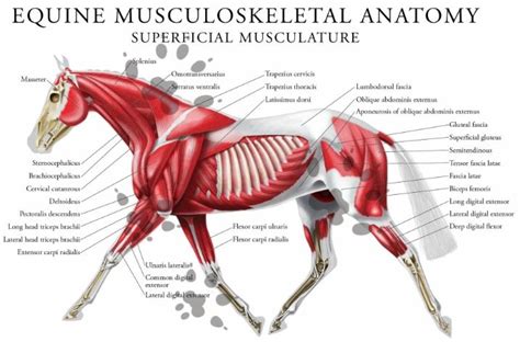 Here we explain the major skeletal muscles, muscle structure, fibre types, contractions and sliding filament theory. Musculoskeletal Anatomy Of Your Horse
