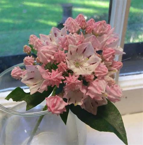 Online florist based in melbourne. Coleus | Bloom, Garden, Flowers