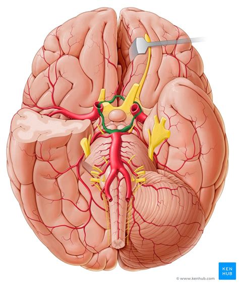 Circle Of Willis Anatomy And Function Kenhub