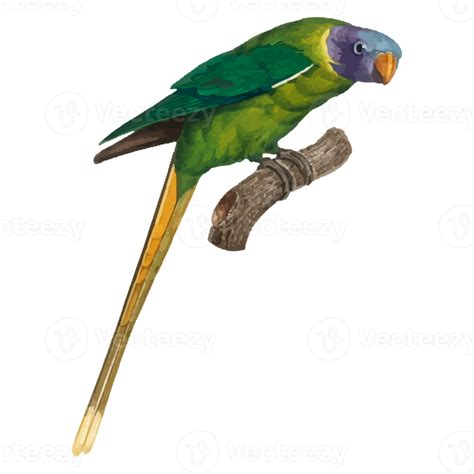 Exotic Bird Illustration 12662474 Png