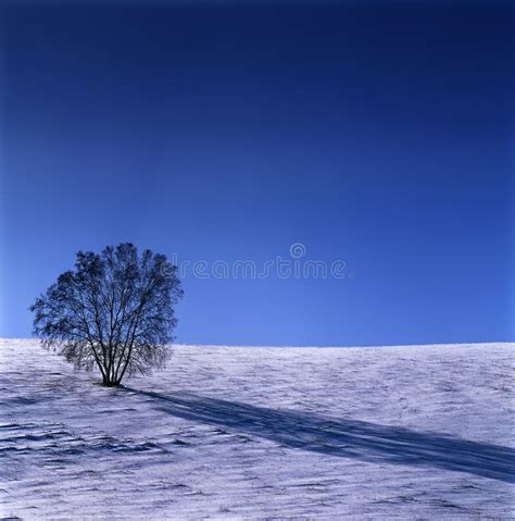 Perfect Winter Forest Scenery Stock Photo Image Of Foliage