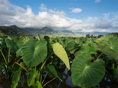 Unfortunately, their curiosity, intelligence, and ingenuity often bring them in contact with poisonous plants. Is Taro Poisonous to Cats and Dogs?