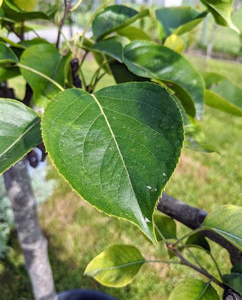 Planting An Espalier Of Asian Pear Trees The Martha Stewart Blog