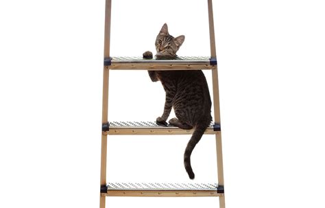 A Cat Themed Obstacle Course Happened In Australia Better Homes And