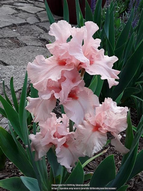 Photo Of The Bloom Of Border Bearded Iris Iris Lenora Pearl Posted