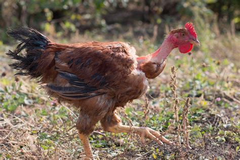 The Bare Facts Of The Naked Neck Chicken Backyard Poultry