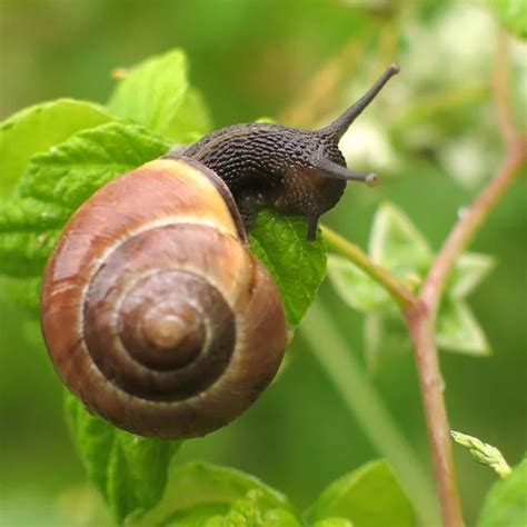 A lot of fish keepers might have faced this pond snails problem in their fish aquariums or ponds, where the population of these little pest nails exploded despite the best effort to control it. How to Get Rid of Slugs and Snails Naturally | Snails in ...