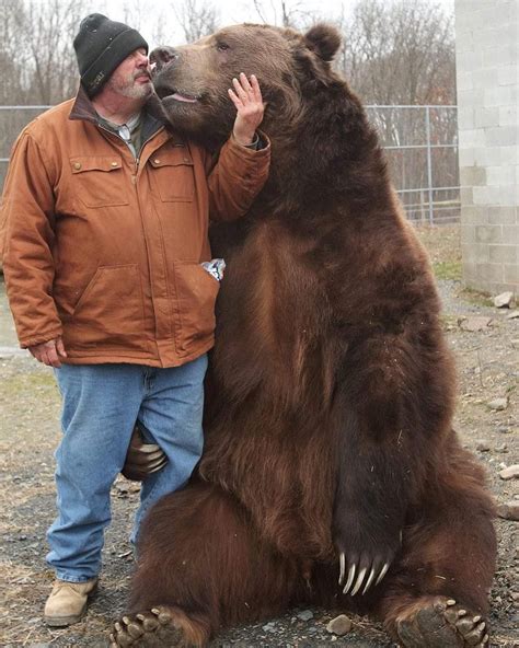 What Is The Biggest Kodiak Bear On Record Rekod Di Dunia