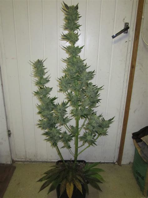 They labeled the boxes pilots put a black flag next to the ten most dangerous airports. Black Valley (Ripper Seeds) :: Cannabis Strain Info