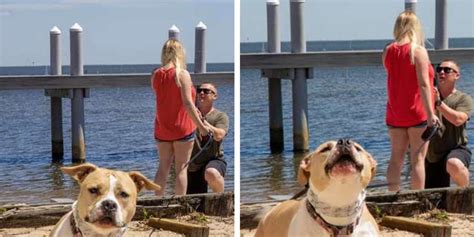 Couple Gets Engaged And Their Pit Bull Is Not Amused The Dodo