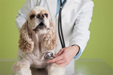 How To Treat Biliary Disease In Dogs