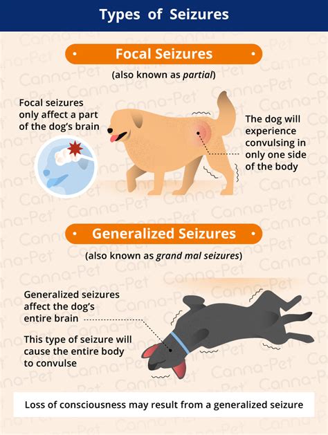 What Does a Dog Seizure Look Like? | Canna-Pet