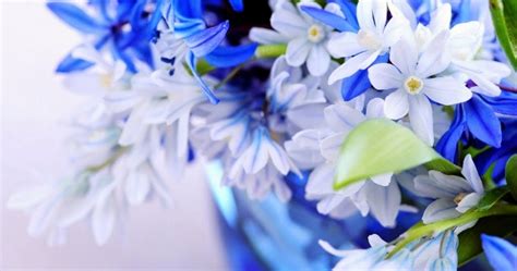 20 Background Bunga Warna Biru Galeri Bunga Hd