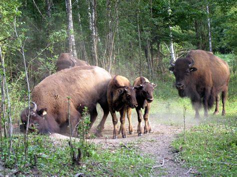 AGRICULTURE. Des bisons broutent en Isère
