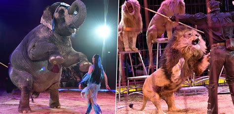 After 146 years of operation, the ringling bros. UK Government Bans Use Of Wild Animals In Circuses | TOTUM