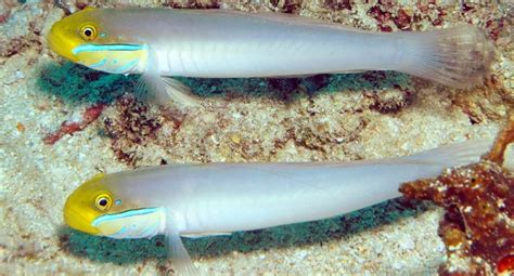 Golden Head Sleeper Sleeper Gold Head Goby Singapore Reef Club