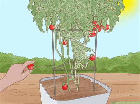 Cherry Tomato Plant Trellis