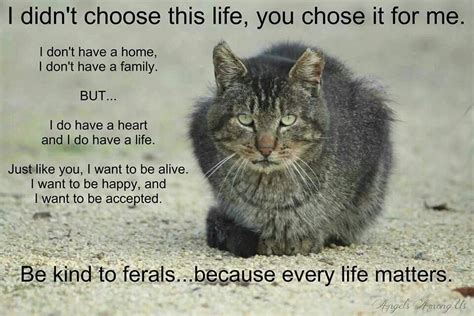 Be Kind To Ferals Cats Feral Cats I Love Cats