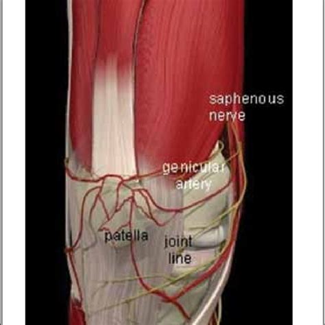 The Anatomy And Pattern Of Pain Of The Saphenous Nerve At The Knee