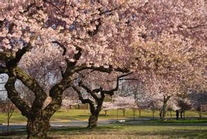 Or find the perfect pair to plant on both sides of. The 5 Best Ornamental Trees for New Jersey - Precision ...