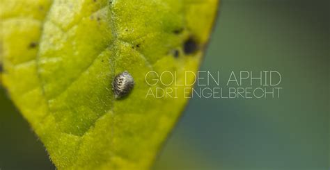 Aphids Flickr