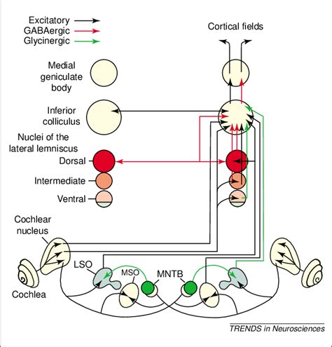 Figure 1 From Dissecting The Circuitry Of The Auditory System