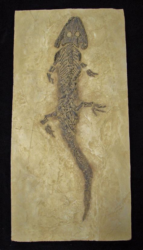 Sclerocephalus Amphibian Skeleton Replica Dinosaurs Rock Superstore