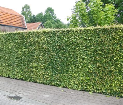 10 Fast Growing Hedges For Privacy Gardeners Guide