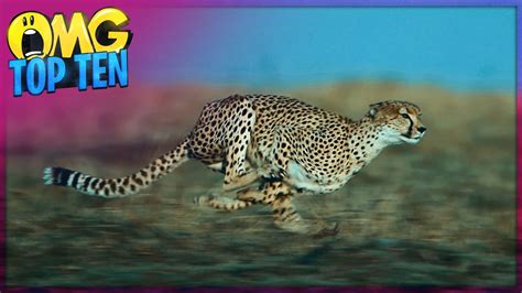 Omg Top 10 Fastest Land Animals In The World Youtube