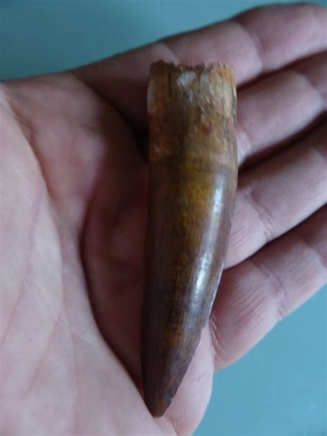 Very Large Perfect Spinosaur Tooth Spinosaurus Catawiki