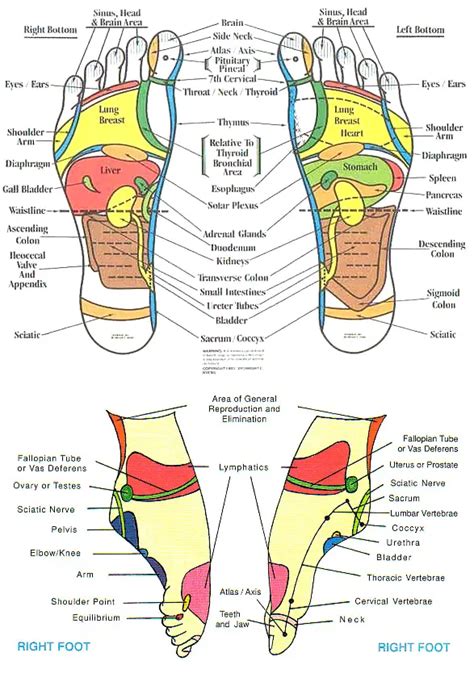 all best foot reflexology charts free download