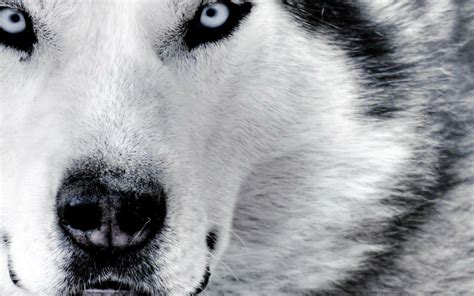 Download 45 Wolf Wallpaper Black And White Iphone Gambar Gratis Postsid
