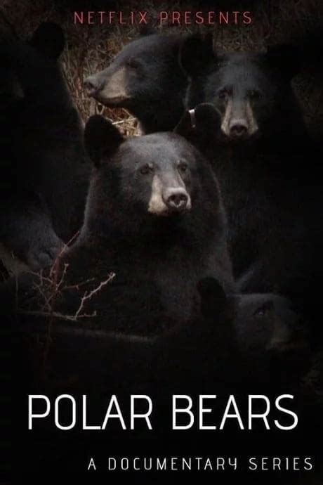 Netflix Presents Its New Documentary Polar Bears 9GAG