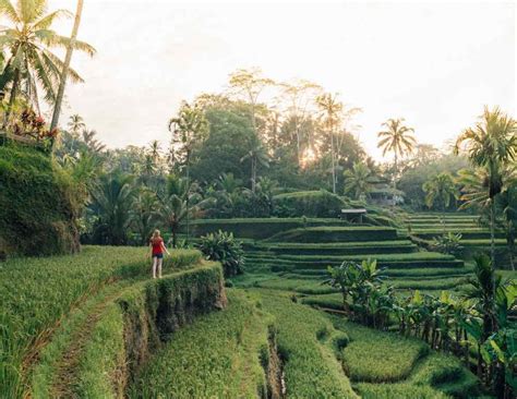 Tegalalang Rice Terrace Ubud The Ultimate Guide And Our Top Tips — Walk My World