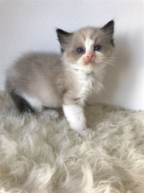 These kittens are from angelkissed ragdolls in burnsville, mn. Ragdoll Cats For Sale | Minneapolis, MN #294235 | Petzlover