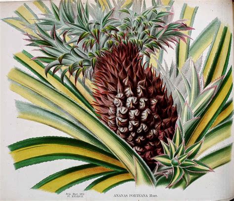 How To Grow A Pineapple From Seed The Garden Of Eaden