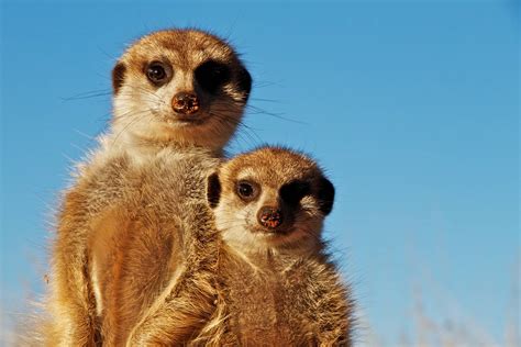 Kalahari Meerkats On Vimeo