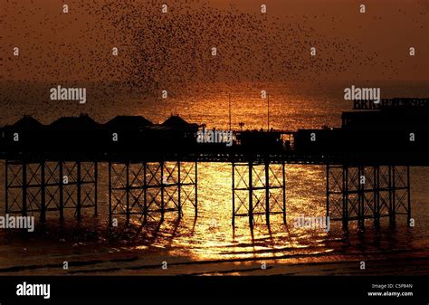 Starlings Flock Flock Above Brighton Pier Palace Pier As The Sun