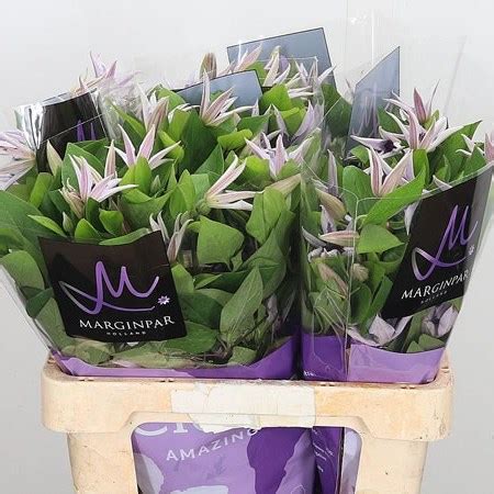 Global rose presents ★ flower occasions buy flower occasions online ★ today and save! Clematis Amazing Miami 60cm | Wholesale Dutch Flowers ...