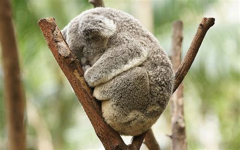17 Best Images About Koalas On Pinterest Plush Zoos And Australia