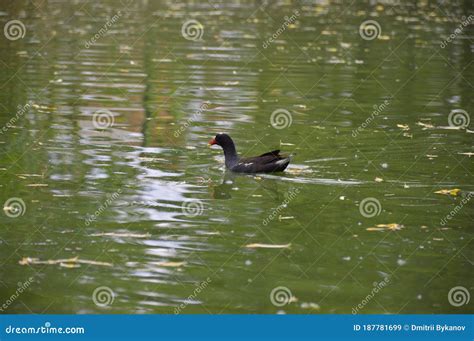Black Bird With A Red Beak On The Water Stock Image Image Of Feather