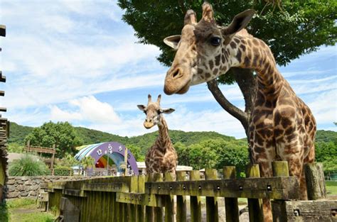 上野動物園の最新情報や、動物に関するニュースがいっぱいの公式サイト。開園日、イベントカレンダー、見どころなどをわかりやすく紹介。 上野動物園は当面の間、臨時休園いたします / ueno zoo will remain closed for the time being. 跟樹熊打招呼!鹿兒島平川動物園 - DCFever.com