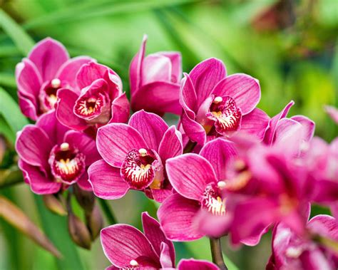 Cymbidium Orchidee Pflanzen Und Pflegen Mein Schöner Garten