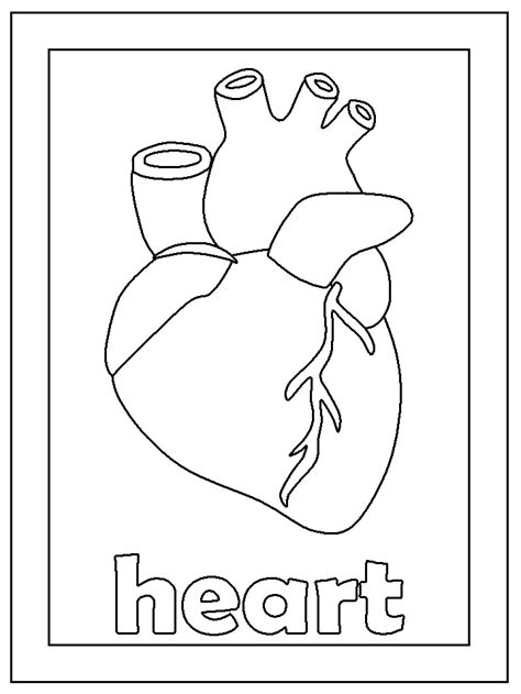 Anatomical Heart Coloring Page - Coloring Home