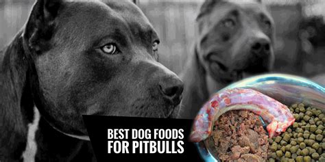 We did not find results for: Pitbull dog and puppies facts you should be aware of ...