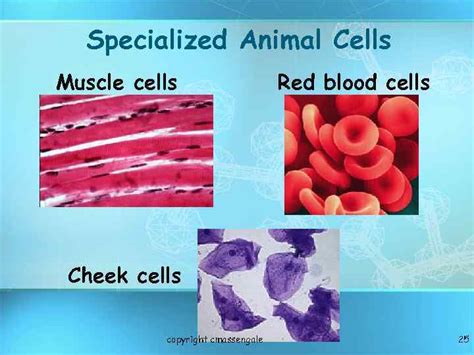 Is a red blood cell an animal cell or plant cell. Basic Structure of a Cell copyright cmassengale 1