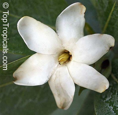 Gardenia Brighamii Native Hawaiian Gardenia Nau