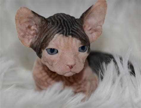 Maybe you would like to learn more about one of these? Sphynx Kittens available at LiLNudists VA for Sale in ...